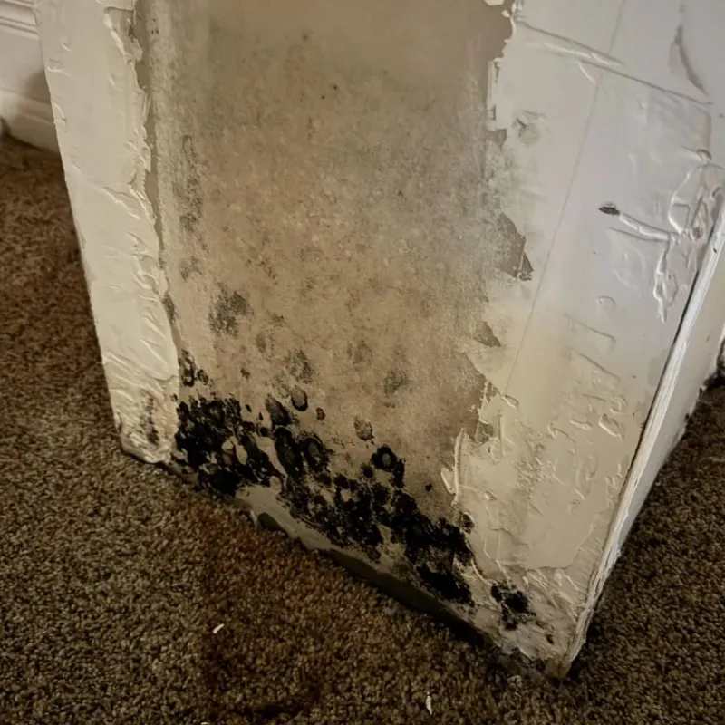 Professional Mold Removal in Smithfield, UT